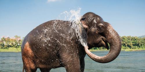 Help the elephants of India with The Body Shop