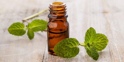 The essential oil of peppermint, an ally against stomach ache