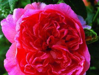 The rose Papi Delbard