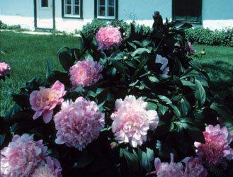 Care for your peonies