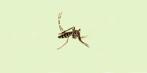 Zika : contamination, transmission et dangers