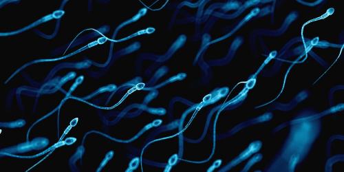 The sperm quality of Westerners is not what it was