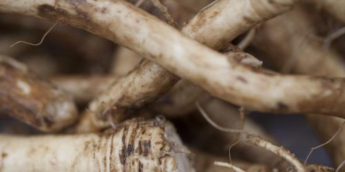 Horseradish: a little spice on your plate