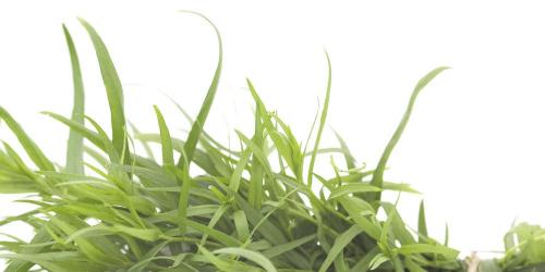 Tarragon: at the source of iron