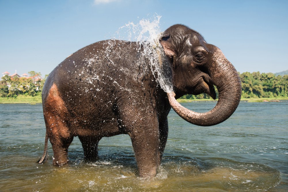 Help the elephants of India with The Body Shop