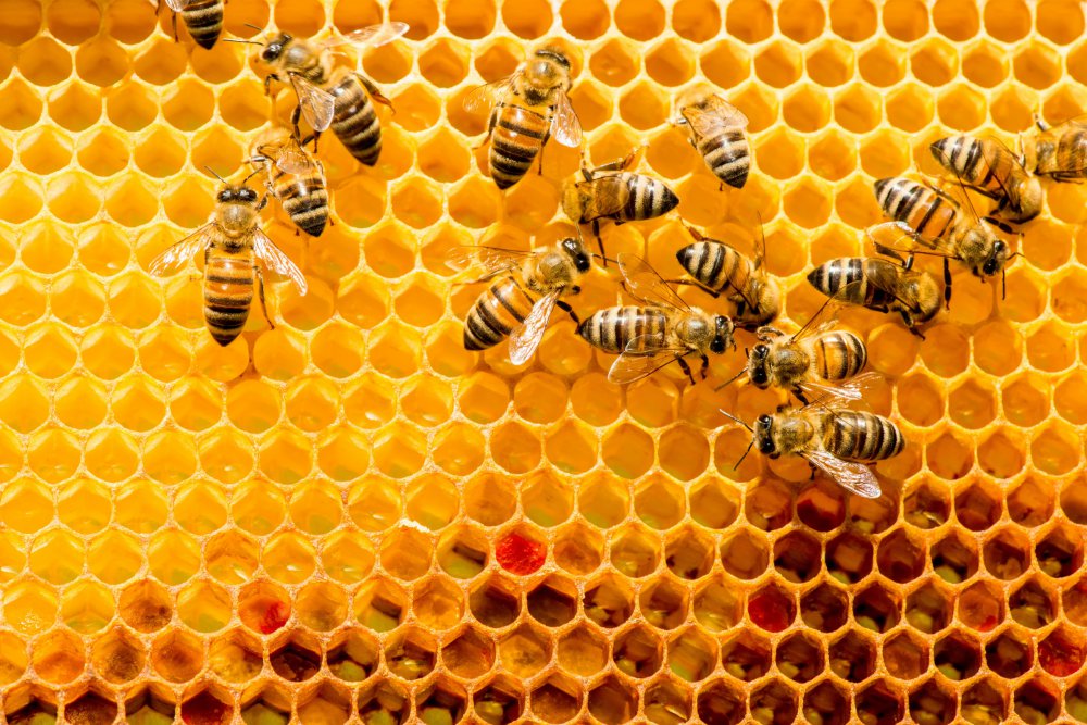 What are the benefits of propolis?