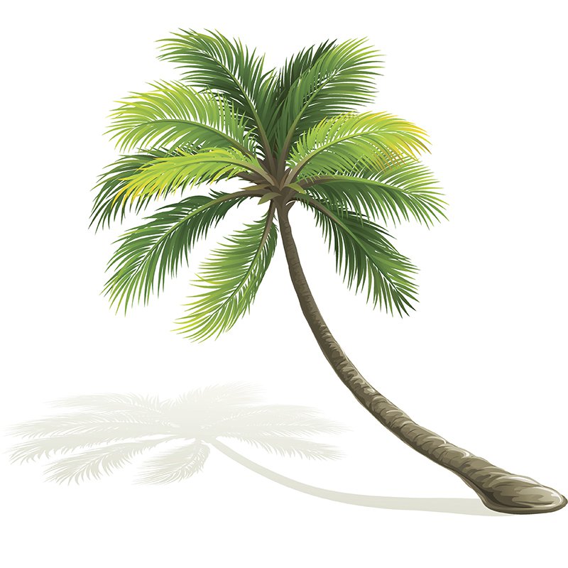 The palm tree for an exotic garden