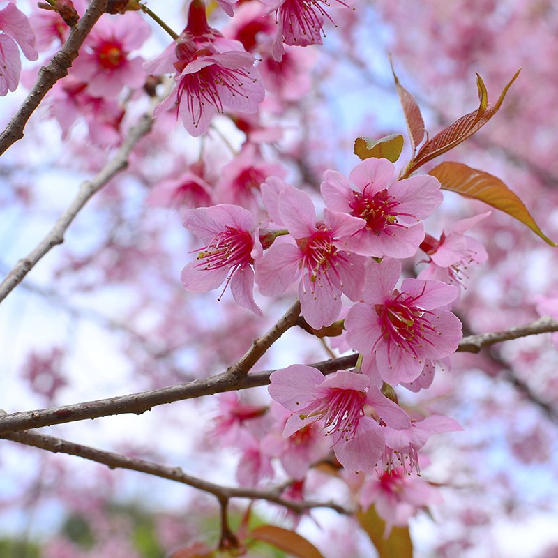 All about cherry trees