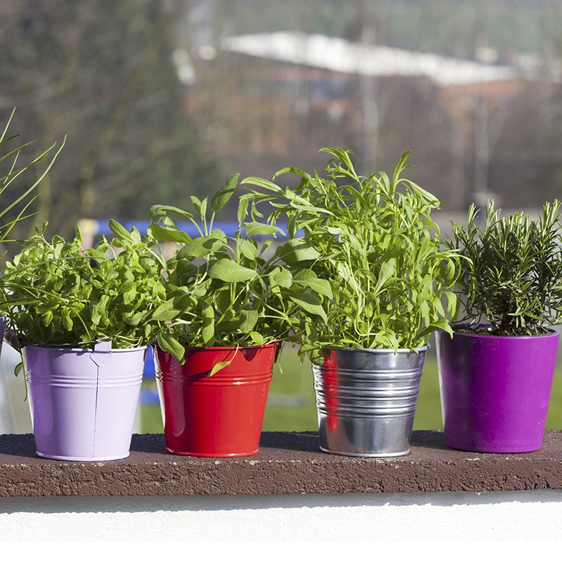 Grow herbs on her balcony