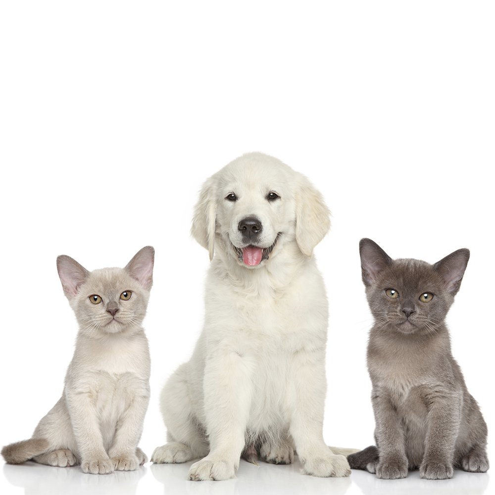 Pets: our advice for your dogs and cats