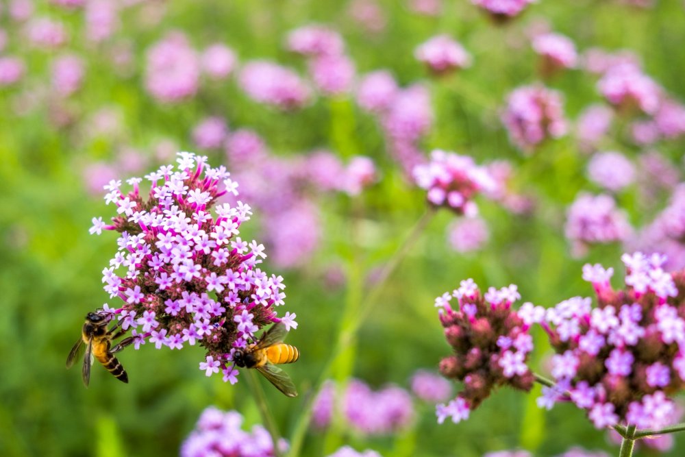 Flowers to save bees