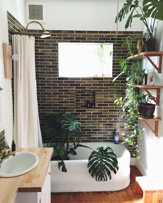 Which plant can we put in a bathroom?