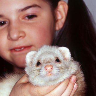 My son claims a ferret as a pet!