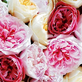 The charm of English roses