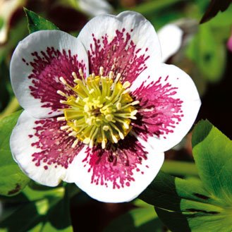 Plant the Christmas rose