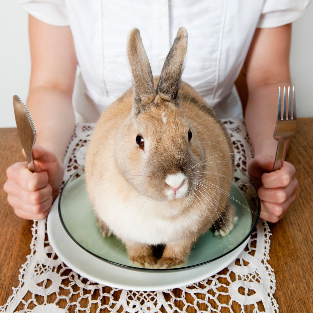 Rabbit, a white meat to rediscover urgently