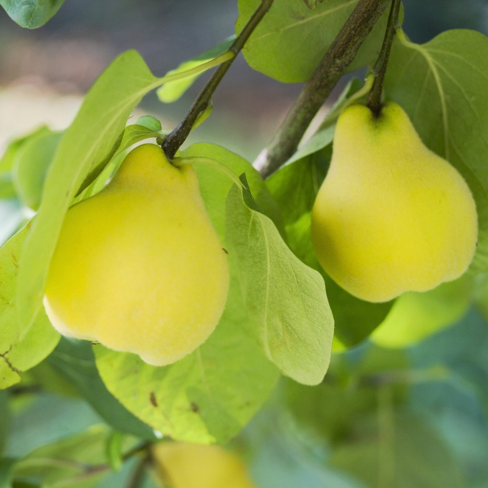 The quince: a fruit while gluttony
