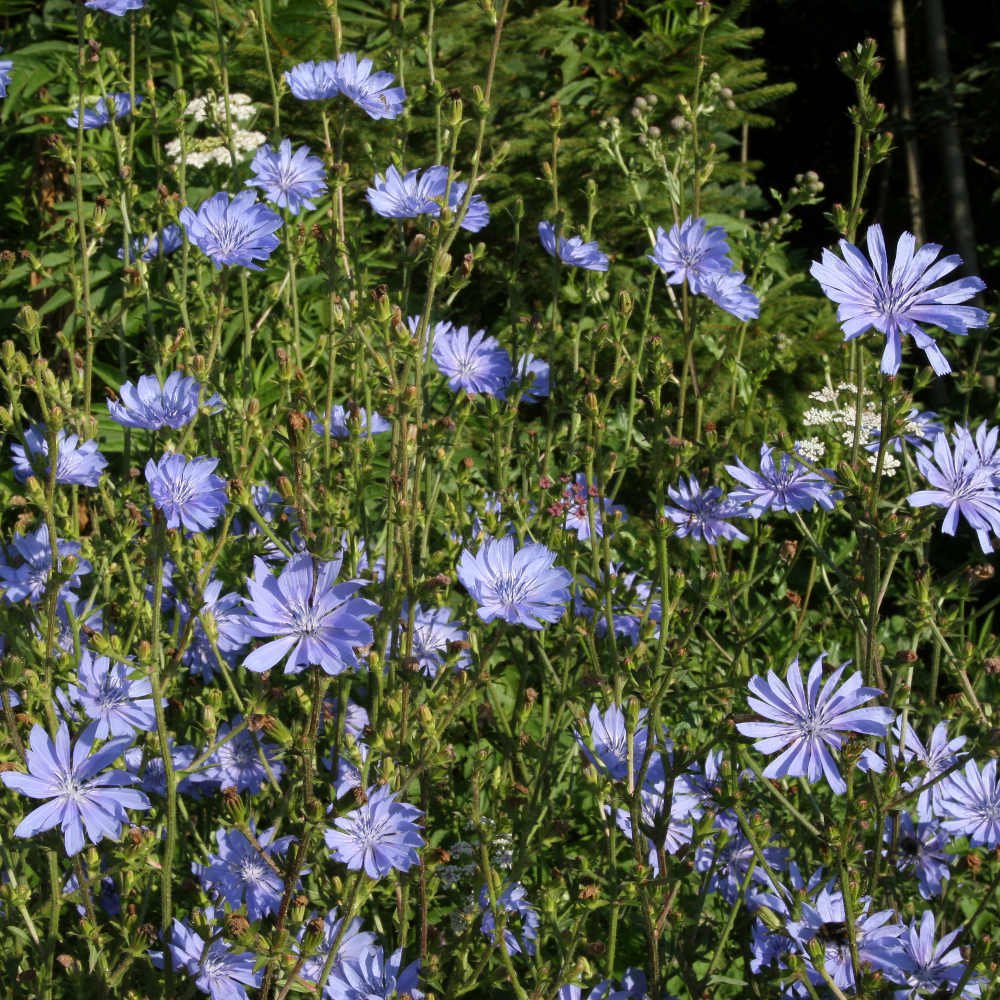 Find chicory in the daily diet